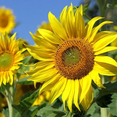 Bild enthält, Flower, Plant, Sunflower, Daisy