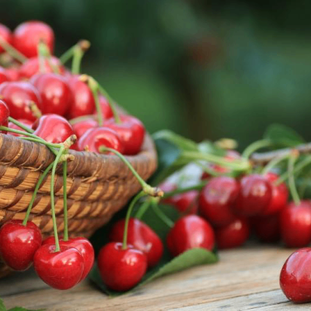 Ein Korb aus Weide geflochten, gefüllt mit Kirschen, einige noch an ihren Zweigen befestigt, steht auf einem Holztisch.