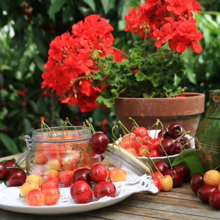 Ein Tisch mit Kirschen, einem Glas und einer Vase in einem Garten mit roten Blumen im Hintergrund.