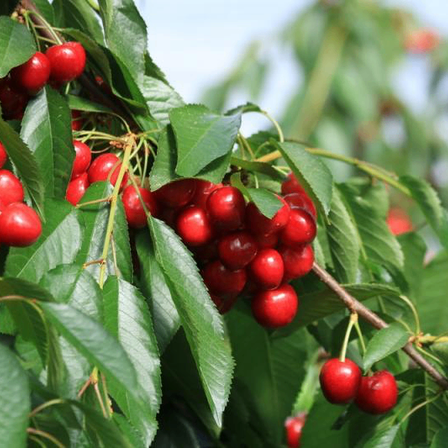 Ein Nahaufnahme von einem Zweig eines Kirschbaums mit reifen, roten Kirschen, die in Clustern hängen, umgeben von üppigen grünen Blättern.