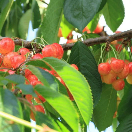 Ein Nahaufnahme von roten Kirschen, die an einem Zweig eines Kirschbaums mit grünen Blättern hängen.