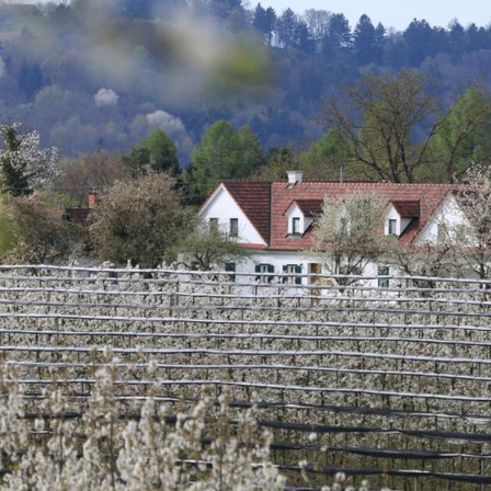 Eine ländliche Landschaft mit einem weißen Haus mit rotem Dach, umgeben von Bäumen und einem Obstgarten im Vordergrund.