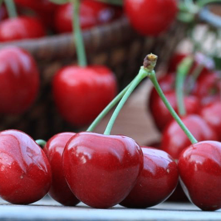 Eine Nahaufnahme von mehreren reifen, roten Kirschen, jede mit einem grünen Stiel, auf einem Tisch mit einem unscharfen Korb voller Kirschen im Hintergrund.