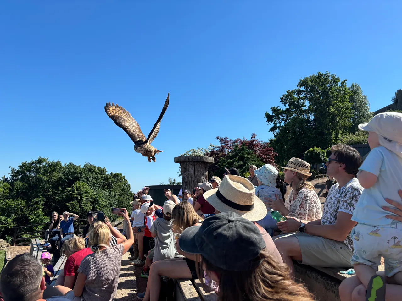 Eine Menschenmenge beobachtet einen fliegenden Uhu in einem Freiluftbereich.