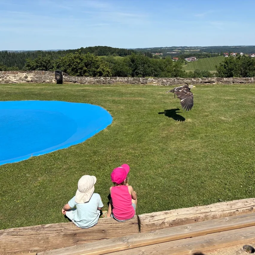 Zwei Kinder beobachten einen großen Adler, der über einem Rasen mit einem blauen Pool und einer Steinmauer im Hintergrund schwebt.