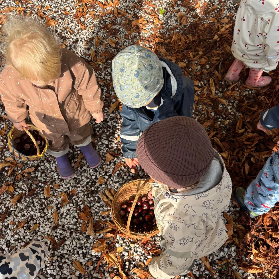 Eine Gruppe von Kindern sammelt Kastanien auf dem Boden.