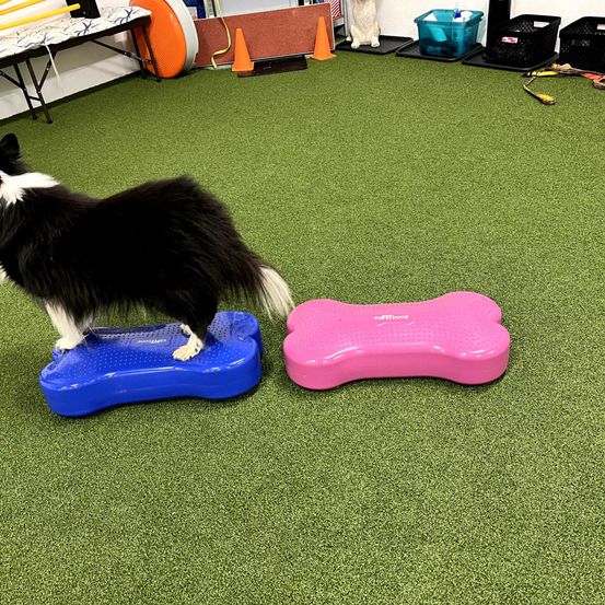 Animal, Canine, Dog, Mammal, Pet, Person, Floor, Table, Flooring, Shoe