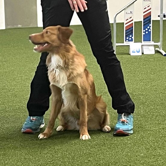 Footwear, Shoe, Animal, Canine, Mammal, Pet, Grass, Plant, Person, Walking Dog