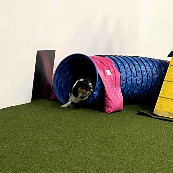 Animal, Canine, Mammal, Pet, Dog, Cat