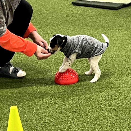 Animal, Canine, Dog, Mammal, Pet, Footwear, Shoe, Grass, Person, Pointer
