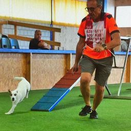 Ein Mann führt einen weißen Hund über eine Rampe bei einer Hundeshow. Der Mann trägt ein leuchtend oranges Shirt mit mehreren Zahlen und Buchstaben.