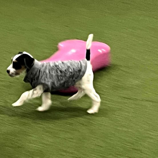Animal, Canine, Dog, Hound, Mammal, Pet, Pointer, Puppy