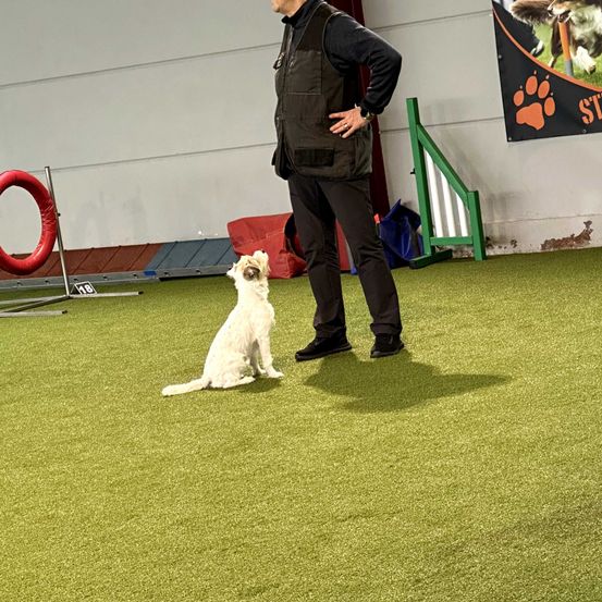 Adult, Male, Man, Person, Canine, Mammal, Dog, Pet, Coat, Grass