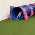 Animal, Canine, Dog, Mammal, Pet, Husky, Play Area