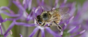 Bild enthält, Animal, Bee, Honey Bee, Insect, Invertebrate, Apidae, Bumblebee, Wasp, Flower, Plant