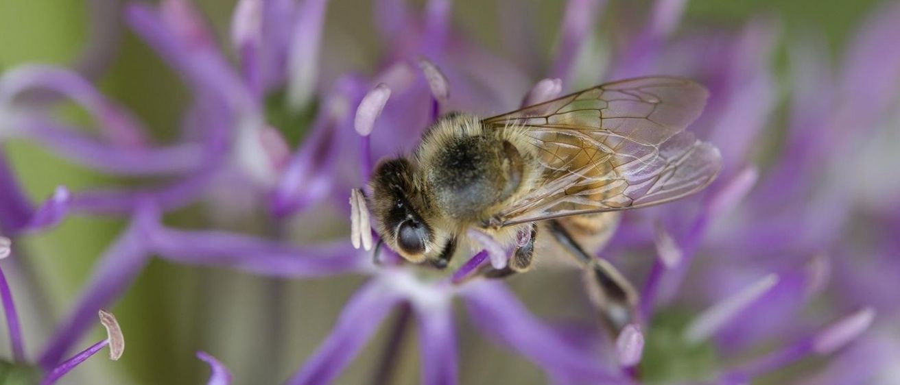 Bild enthält, Animal, Bee, Honey Bee, Insect, Invertebrate, Apidae, Bumblebee, Wasp, Flower, Plant