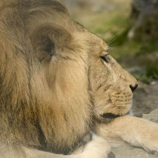 Bild enthält, Animal, Lion, Mammal, Wildlife