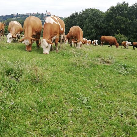 Eine Herde brauner und weißer Kühe grast auf einer Wiese unter einem bewölkten Himmel, mit einer Stadt in der Ferne sichtbar.