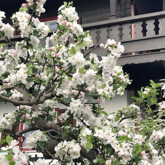 Eine Nahaufnahme eines blühenden Apfelbaums mit weißen und rosa Blüten vor einem hölzernen Balkon.