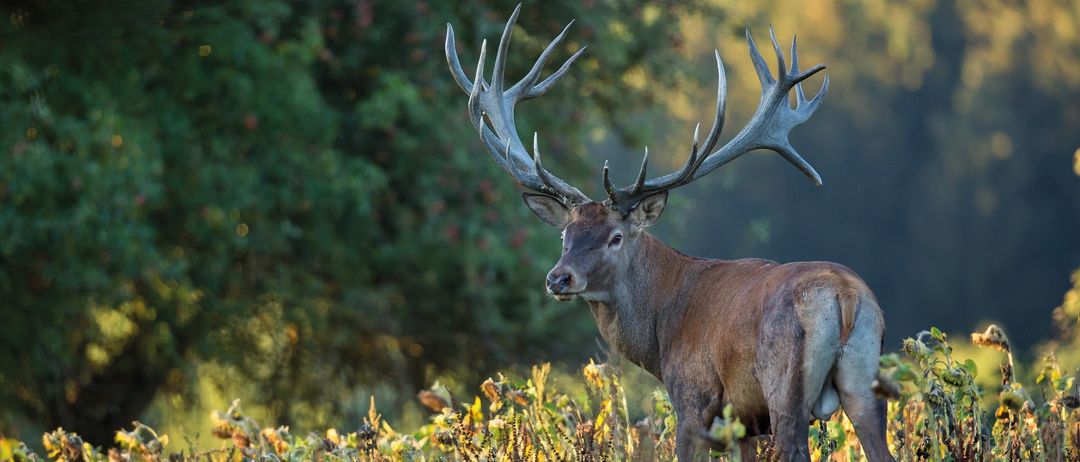Einladung zum Wild-Infoabend. Termin: Donnerstag, 25. September 2025, ab 19 Uhr. Ort: Landgasthof Kedl, Übersdorf 33, 7540 Güssing. Vorträge: Wildfütterung - Ing. Leonhard Kupfer, Wärmebildtechnik - Christopher Berger. Gemütlicher Ausklang bei einem gemeinsamen Imbiss! Wir freuen uns auf Ihren Besuch