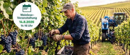 Ein Mann mit Hut und Handschuhen erntet Trauben von einer Rebe in einem Weinberg. Er hält eine Astschere und hat einen Korb mit Trauben neben sich. Im Hintergrund sind Reihen von Weinreben und ein klarer Himmel zu sehen.