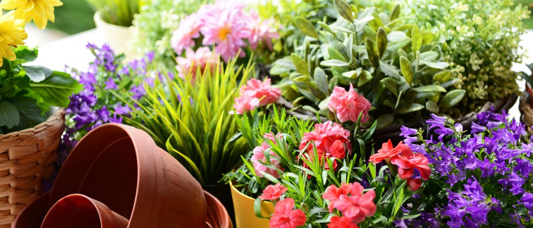 Bild enthält, Flower, Flower Arrangement, Flower Bouquet, Plant, Geranium, Rose, Outdoors, Dahlia, Daisy, Nature