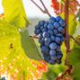 Bild enthält, Fruit, Grapes, Plant, Produce, Vine, Outdoors, Berry, Nature, Blueberry, Countryside