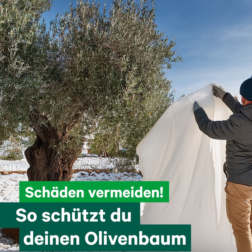 Ein Mann in Winterkleidung bedeckt einen Olivenbaum mit einer weißen Plane, um ihn vor Beschädigungen zu schützen. Der Text 'Schäden vermeiden!' steht in grün.