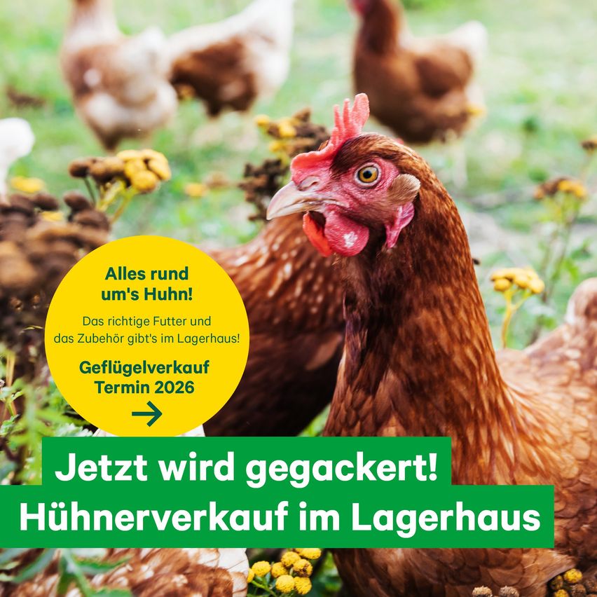 Ein Huhn ist im Vordergrund mit gelben Blumen und anderen Hühnern im Hintergrund. Ein gelber Kreis mit dem Text 'Alles rund um's Huhn!' ist oben links. Unten steht 'Jetzt wird gegackert! Huhnerverkauf im Lagerhaus'.