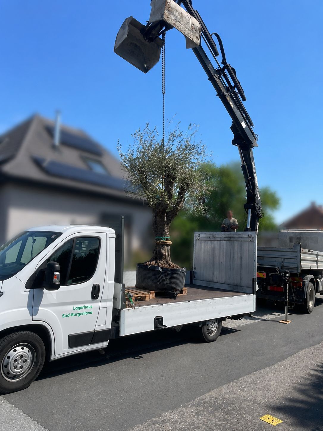 Ein Kran hebt einen großen Topf-Olivenbaum auf einen weißen Lastwagen an einem sonnigen Tag, mit einem Haus im Hintergrund.
