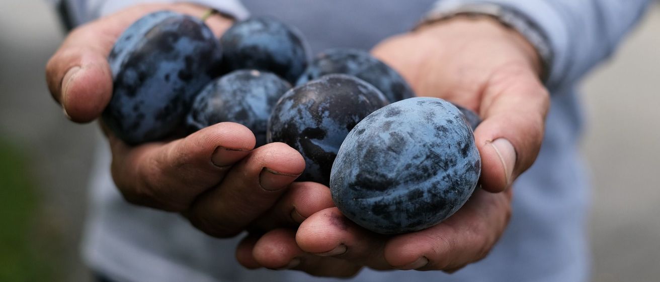 Bild enthält, Food, Fruit, Plant, Produce, Plum, Ammunition, Grenade, Weapon, Berry