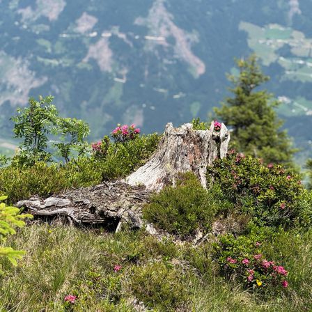 Ein Baumstumpf liegt auf einem grasigen Hügel mit rosa Blumen. Der Hintergrund zeigt eine entfernte Berglandschaft.