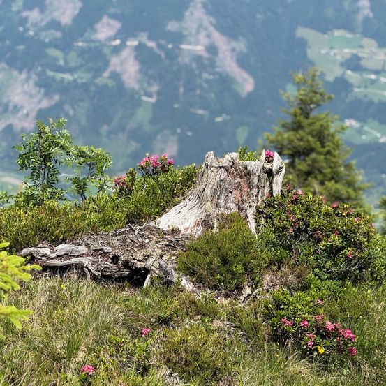 Ein Baumstumpf liegt auf einem grasigen Hügel mit rosa Blumen. Der Hintergrund zeigt eine entfernte Berglandschaft.