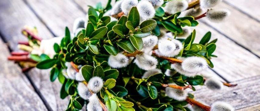 Bild enthält, Leaf, Plant, Vegetation, Nature, Outdoors, Flower