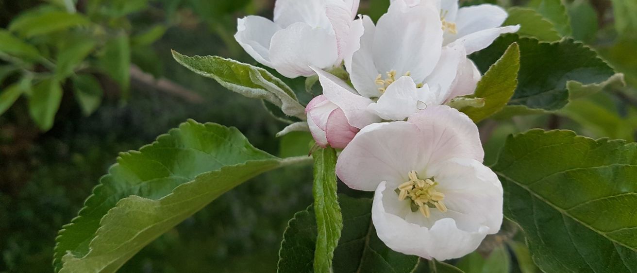 Bild enthält, Plant, Pollen, Flower, Petal, Geranium, Anemone, Leaf, Rose