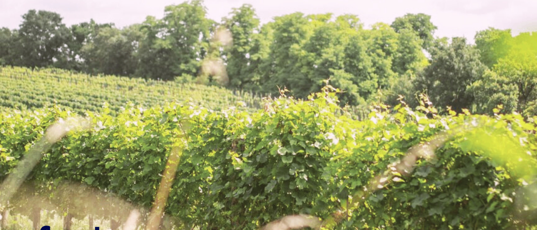 Poster for Wings for Life App Run Event in Feuersbrunn 2026. The event is on Sunday, May 10, 2026, starting at 1:00 PM. It's for those who can't run. The poster features a vineyard.