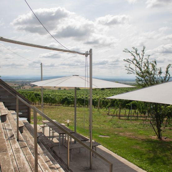 Ein landschaftlicher Außenbereich mit Holzbänken und großen Sonnenschirmen. Dahinter befindet sich ein Weinberg und ein Baum. Der Himmel ist bewölkt.
