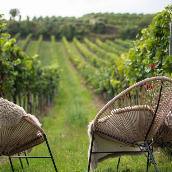 Zwei Korbstühle mit Fellkissen stehen in einem Weinberg, mit Reihen von Weinreben, die sich unter einem bewölkten Himmel in die Ferne erstrecken.