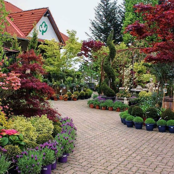 Ein Gartencenter mit verschiedenen Pflanzen und Bäumen, einschließlich einer roten Ahorn, umgeben von gepflasterten Wegen.