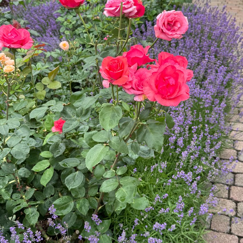 A vibrant garden filled with red roses, green leaves, and purple lavender flowers. The roses are in full bloom, with some petals slightly curled. The lavender flowers add a touch of purple to the scene.