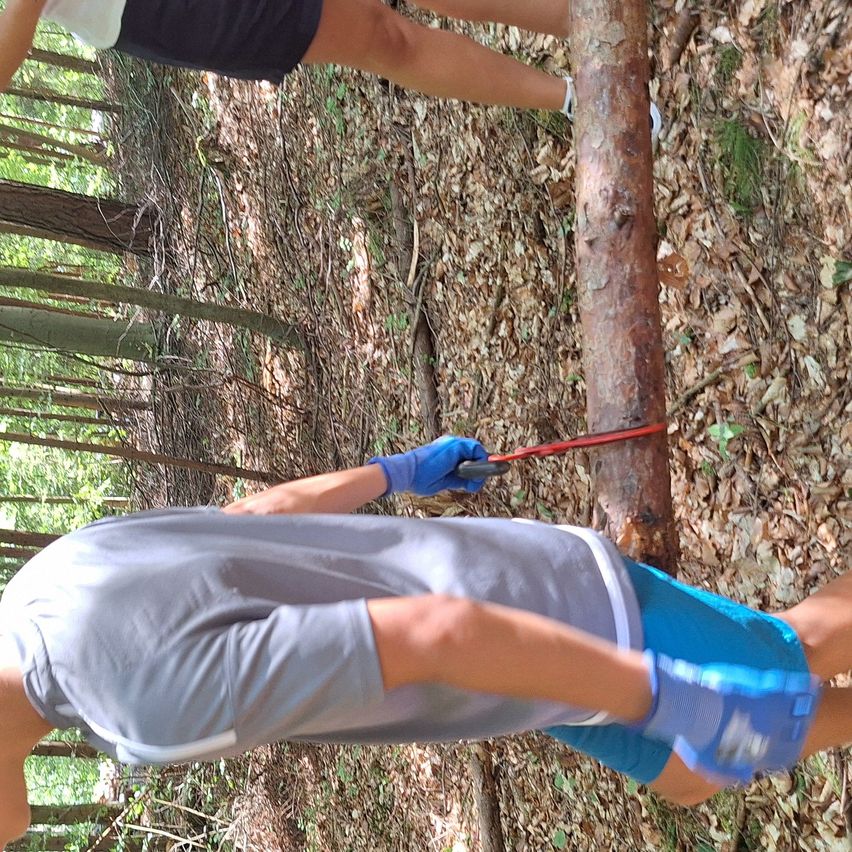 Eine Person mit Handschuhen schneidet einen Ast in einem Wald. Eine andere Person steht dahinter und hält den Ast. Der Boden ist mit trockenen Blättern bedeckt.
