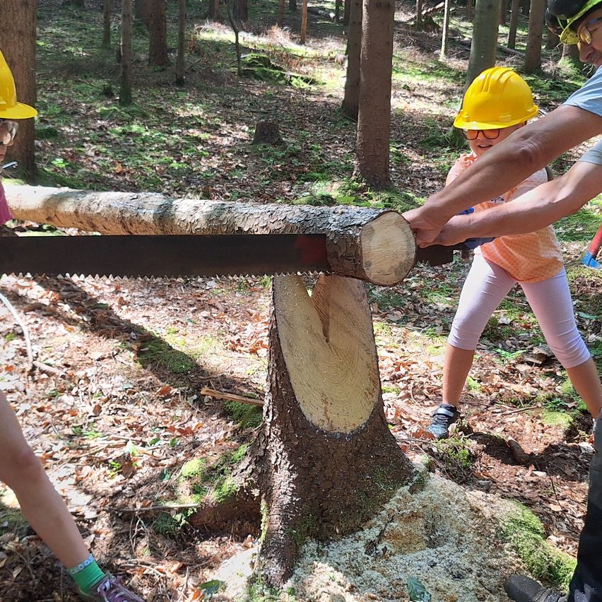 Eine Gruppe von Menschen in einem Wald, die einen Baumstamm mit einer Säge schneiden. Ein Kind hält die Säge, während Erwachsene helfen. Der Waldboden ist mit Blättern und kleinen Pflanzen bedeckt.