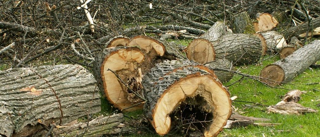 Bild enthält, Wood, Plant, Tree, Tree Trunk, Lumber, Fungus, Tree Stump