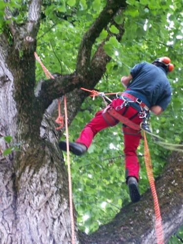 Ein Mann in einem blauen Hemd, roten Hosen und einem roten Helm klettert mit Seilen an einem Baum hoch.
