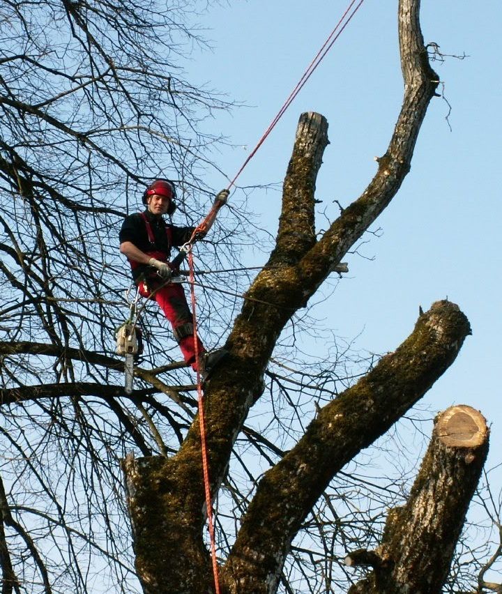 Ein Mann in einem roten Overall und Helm klettert auf einen Baum und benutzt eine Kettensäge zum Baumschnitt. Er hält eine am Stamm des Baumes befestigte Seil.