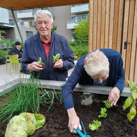 Zwei ältere Menschen arbeiten in einem Garten. Einer pflanzt Salat und der andere hält kleine Pflanzen. Hinter ihnen befinden sich Gebäude und Grünflächen.