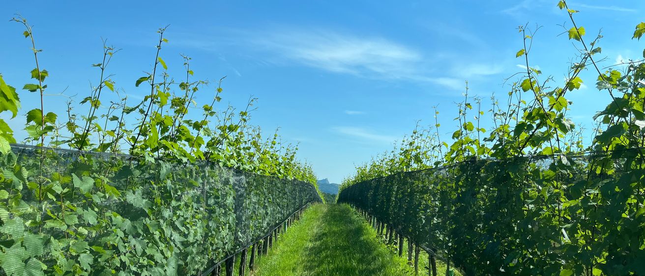 Bild enthält, Nature, Outdoors, Countryside, Rural, Farm, Vineyard, Car, Vehicle, Plant, Wine Tour