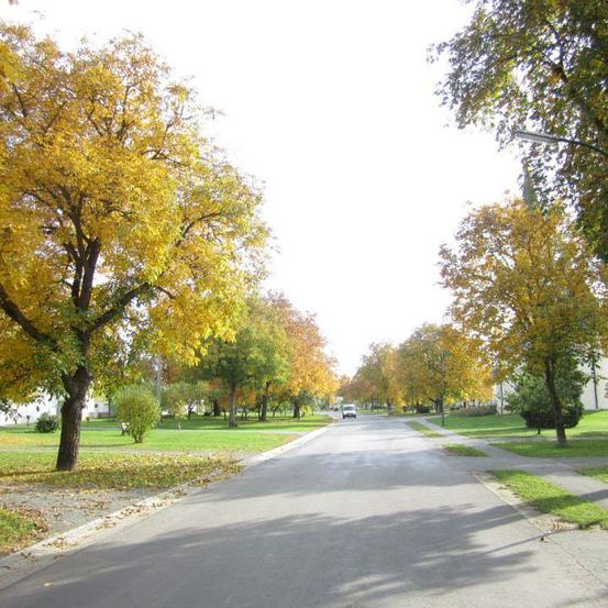 Eine leere Straße gesäumt von Bäumen und Gras, mit einem Auto in der Ferne, an einem sonnigen Tag.