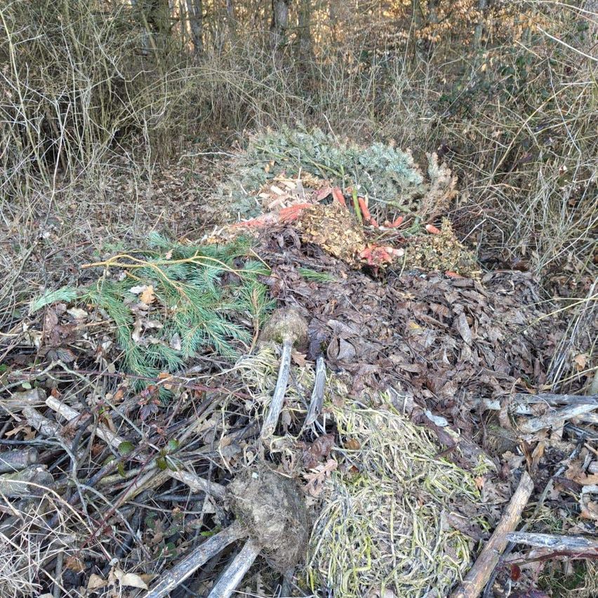A pile of cut branches, leaves, and pine needles in a forest clearing.