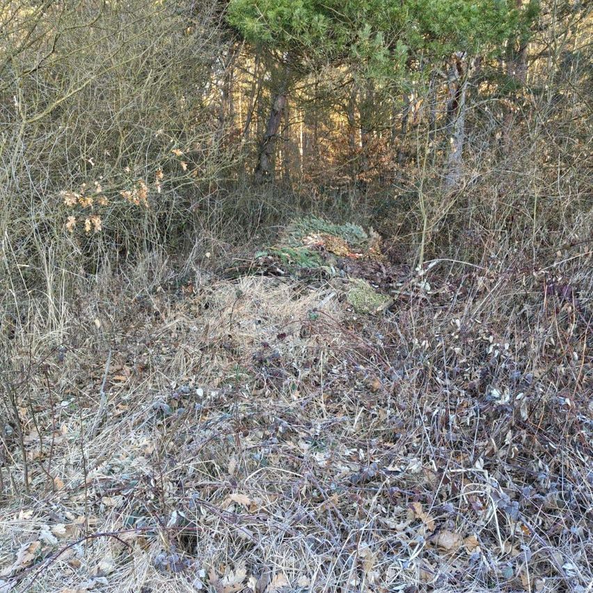 A dense forest area with dried leaves and twigs on the ground, surrounded by tall, bare trees. Some evergreen plants are visible in the middle.